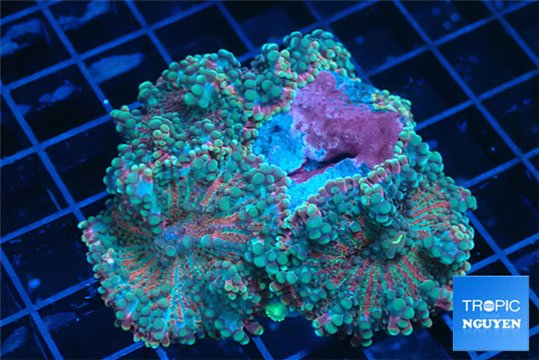 Ricordea yuma rainbow 4-5 polyps WYSIWYG acclimaté