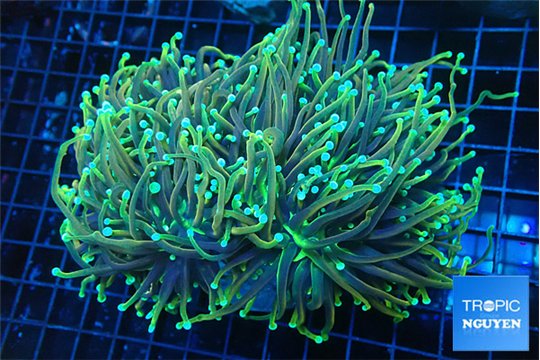 Euphyllia glabrescens hell fire torch 8-14 cm WYSIWYG acclimaté