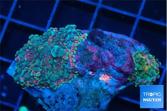 Ricordea yuma rainbow 2 polyps WYSIWYG acclimaté