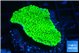 Montipora green 3-4 cm WYSIWYG acclimaté