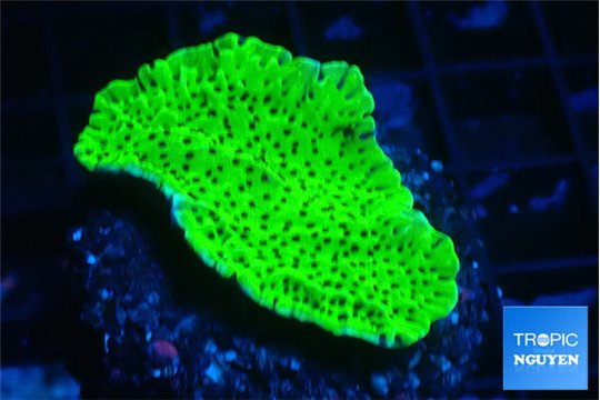 Montipora green 3-4 cm WYSIWYG acclimaté