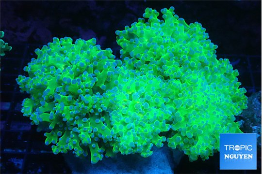 Euphyllia paradivisa green & purple 8-14 cm WYSIWYG acclimaté