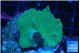 Montipora digitata green 3-4 cm WYSIWYG acclimaté