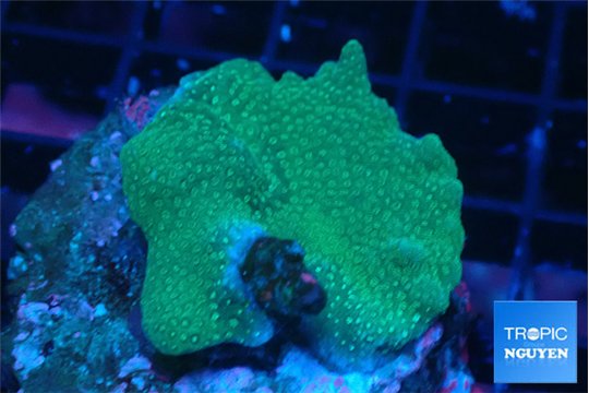 Montipora digitata green 3-4 cm WYSIWYG acclimaté
