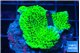 Montipora green 3-4 cm WYSIWYG acclimaté
