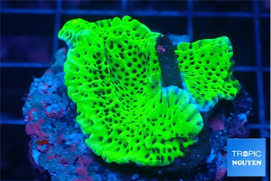 Montipora green 3-4 cm WYSIWYG acclimaté