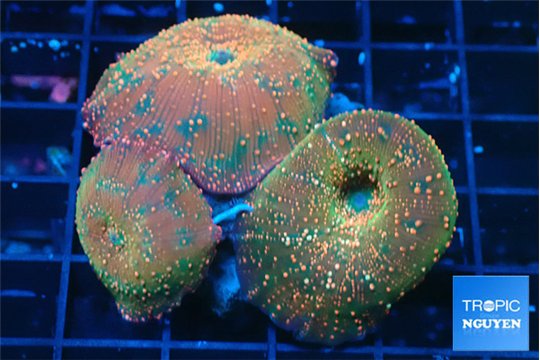 Discosoma fusion red blue spot 3 polyps WYSIWYG acclimaté