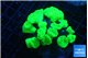 Caulastrea neon green 8-10 cm WYSIWYG acclimaté