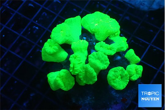 Caulastrea neon green 8-10 cm WYSIWYG acclimaté