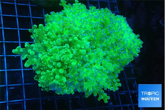 Euphyllia paradivisa green & purple 8-12 cm WYSIWYG acclimaté