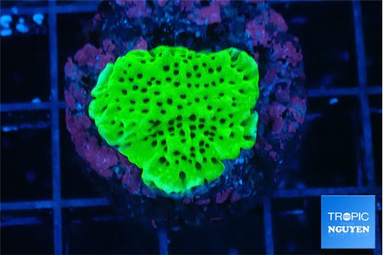 Montipora green 2-3 cm WYSIWYG acclimaté