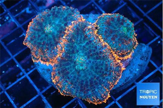 Rhodactis red blue superman 3 polyps WYSIWYG acclimaté