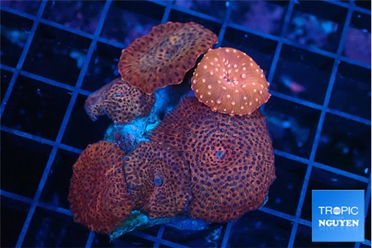 Discosoma red & blue spot + red fire 6 polyps WYSIWYG acclimaté
