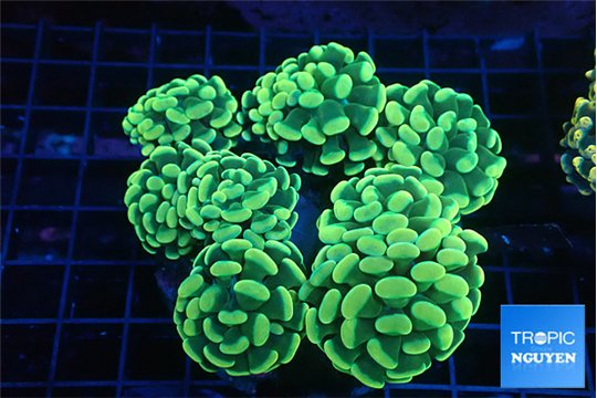 Euphyllia paraancora banana 8-14 cm WYSIWYG acclimaté