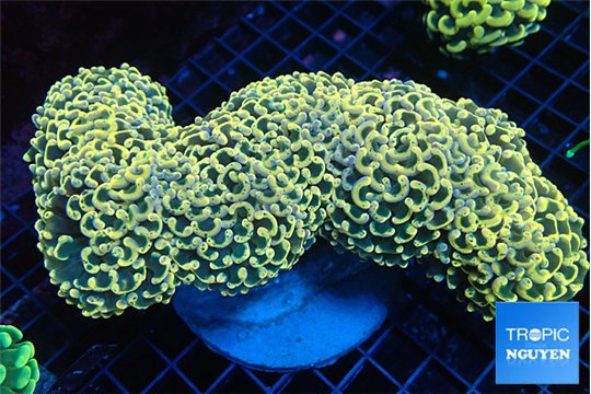 Euphyllia ancora orange 11-16 cm WYSIWYG acclimaté