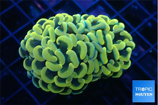 Euphyllia paraancora gold 4-6 cm WYSIWYG acclimaté