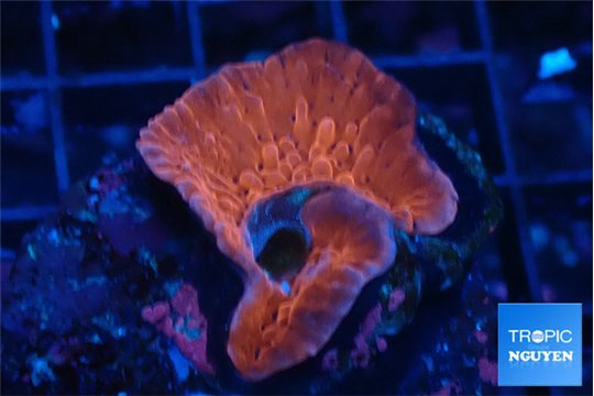 Montipora red & purple polyps 2-3 cm WYSIWYG acclimaté