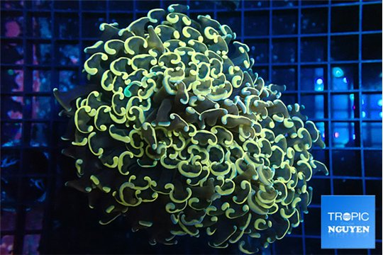 Euphyllia ancora orange 7-14 cm WYSIWYG acclimaté