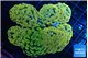 Euphyllia paraancora orange 7-14 cm WYSIWYG acclimaté