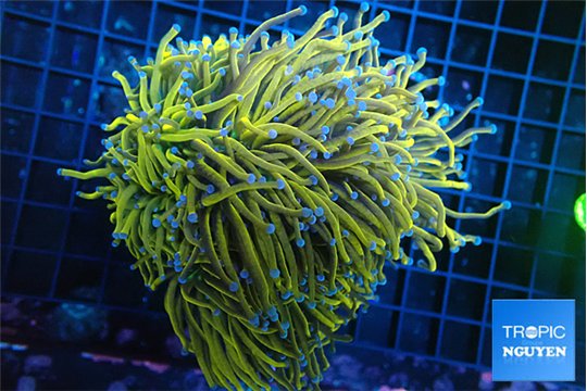 Euphyllia glabrescens 24k torch 7-14 cm WYSIWYG acclimaté