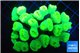 Caulastrea neon green 8-10 cm WYSIWYG acclimaté