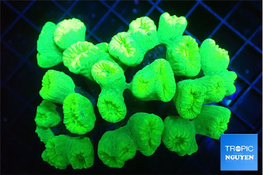 Caulastrea neon green 8-10 cm WYSIWYG acclimaté