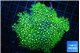 Pachyclavularia neon green 8-12 cm WYSIWYG acclimaté