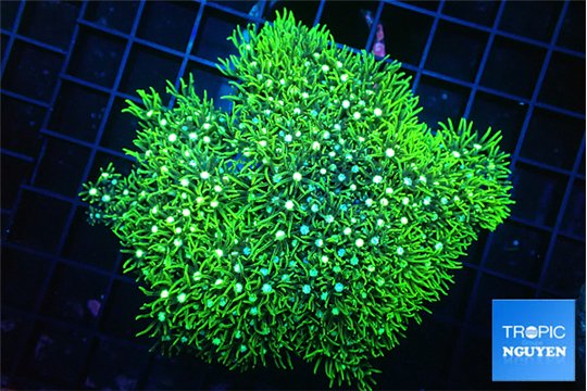 Pachyclavularia neon green 8-12 cm WYSIWYG acclimaté