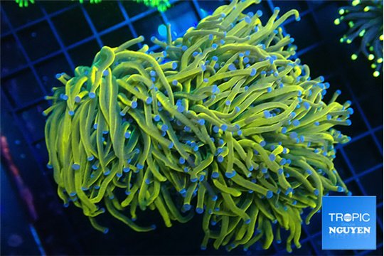 Euphyllia glabrescens 24k torch 7-14 cm WYSIWYG acclimaté