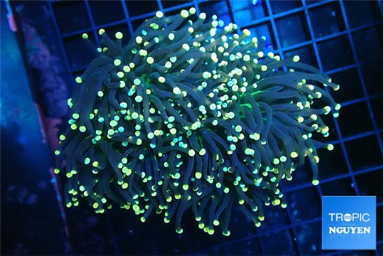 Euphyllia glabrescens joker torch 7-14 cm WYSIWYG acclimaté