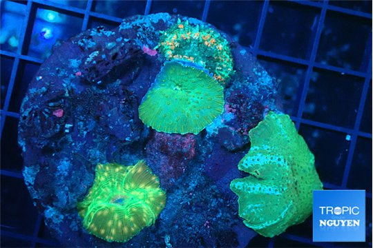 Discosoma mixed color 4 polyps WYSIWYG acclimaté
