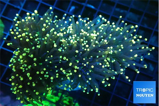 Euphyllia glabrescens joker torch 7-14 cm WYSIWYG acclimaté
