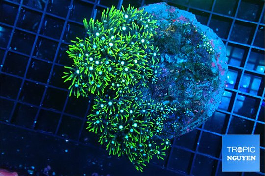 Pachyclavularia neon green 7-10 cm WYSIWYG acclimaté