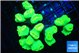 Caulastrea neon green 8-10 cm WYSIWYG acclimaté
