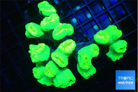 Caulastrea neon green 8-10 cm WYSIWYG acclimaté