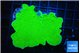 Montipora green cap 6-7 cm WYSIWYG acclimaté