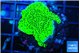 Montipora green 2-4 cm WYSIWYG acclimaté