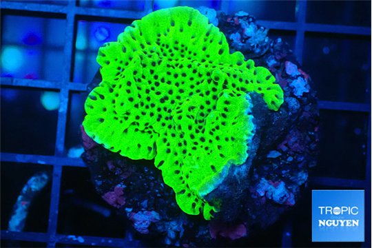 Montipora green 2-4 cm WYSIWYG acclimaté