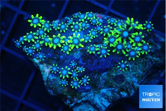 Pachyclavularia neon green 3-4 cm WYSIWYG acclimaté