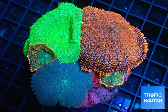 Rhodactis garden mixed color premium 7-12 cm WYSIWYG acclimaté