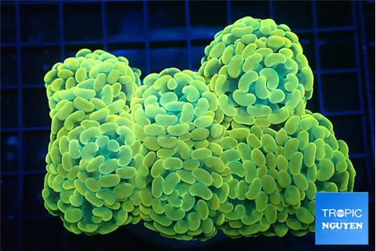 Euphyllia paraancora orange 7-14 cm WYSIWYG acclimaté