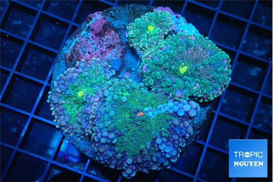 Ricordea yuma green purple 7-12 cm WYSIWYG acclimaté