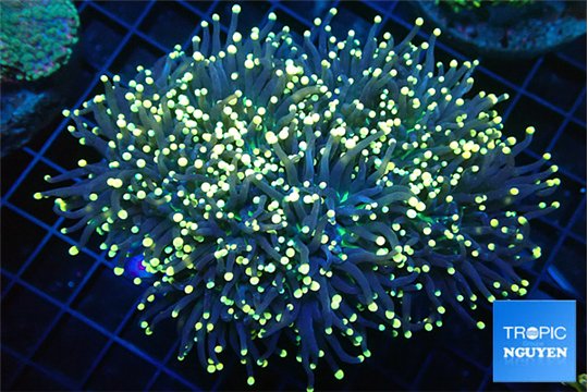 Euphyllia glabrescens joker torch 7-14 cm WYSIWYG acclimaté