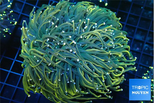 Euphyllia glabrescens dragon soul torch 7-14 cm WYSIWYG acclimaté