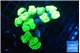 Caulastrea neon green 8-10 cm WYSIWYG acclimaté
