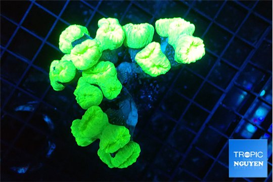 Caulastrea neon green 8-10 cm WYSIWYG acclimaté
