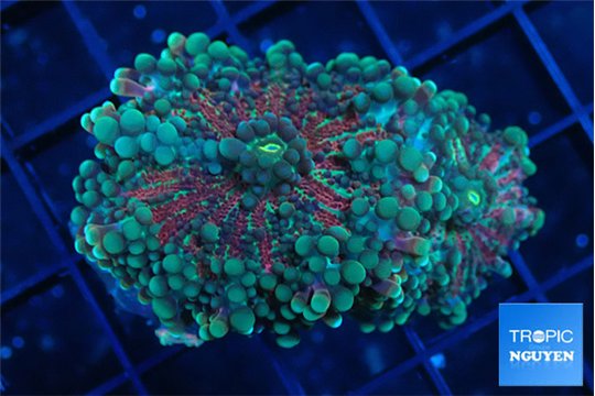 Ricordea yuma rainbow 2 polyps WYSIWYG acclimaté