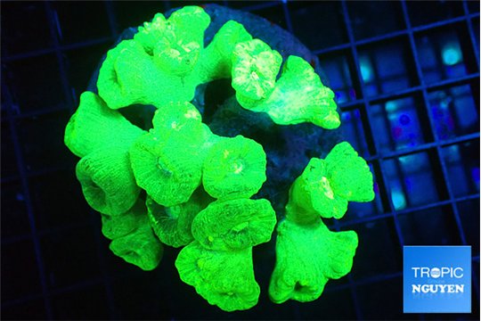 Caulastrea neon green 8-10 cm WYSIWYG acclimaté