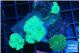 Discosoma striata 4-6 polyps WYSIWYG acclimaté