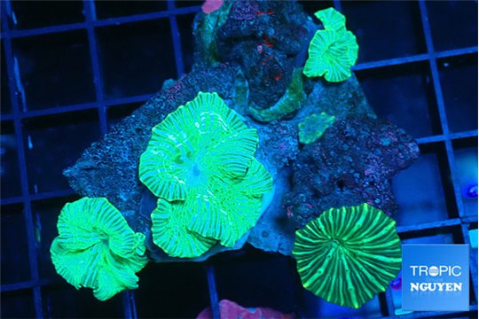 Discosoma striata 4-6 polyps WYSIWYG acclimaté